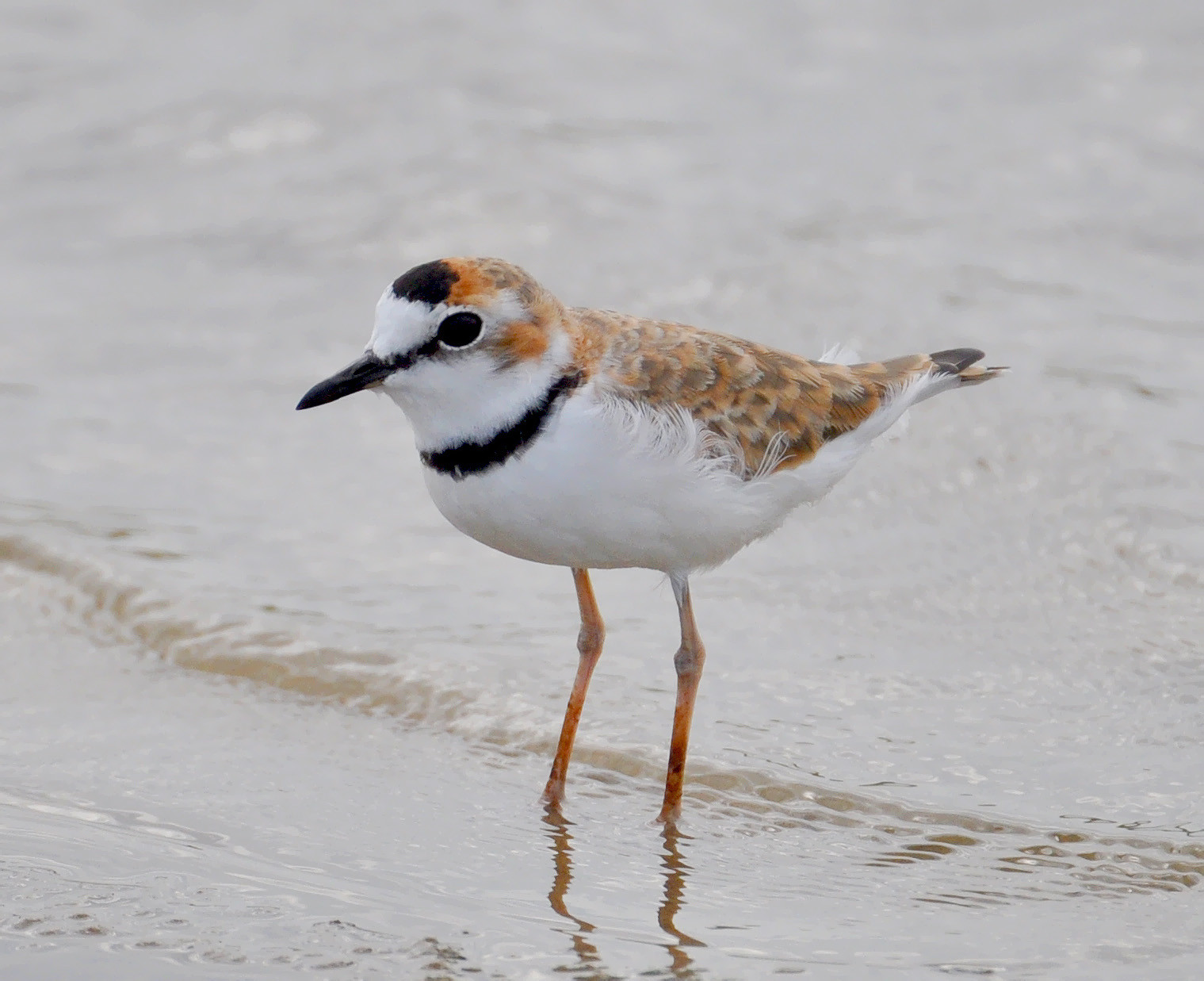 image Collared Plover